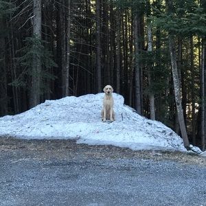 Meet your Posher, Adam